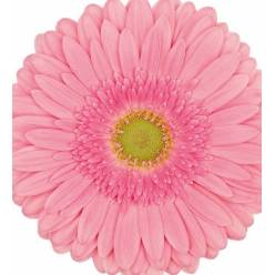 Gerbera Italia Figaro "T20" Rs.