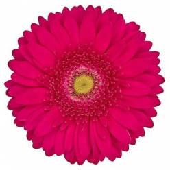 Gerbera Italia Riley "T20"