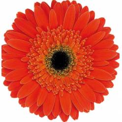 Gerbera Italia Naranja "T20"