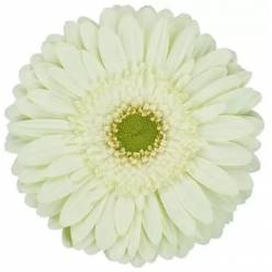 Gerbera Italia Mint "T20"