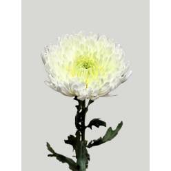 Uniflor Col. Magnum Blanco