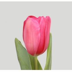 Tulipan Frances La Romaine 55cm Rs.