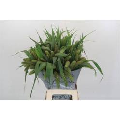 Setaria Italica Lowlander 70cm