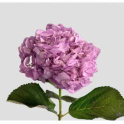 Hortensia Premium Lila "Peonia" 60cm 17/18 "Roy"