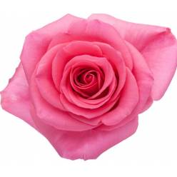 Rosa Col. Tabatha 60cm