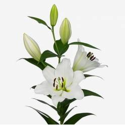 Oriental  Tisento 95cm 3/4 fl. Bl.