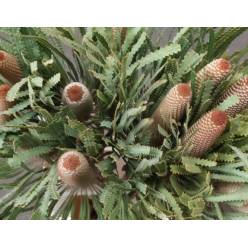 Bankasia Hookerana Dry 70cm "T5"