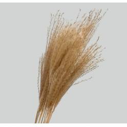 Miscanthus Seco Natural 75cm (10 Tallos)