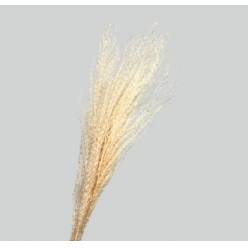 Miscanthus Seco Blanco 110cm (5 Tallos)