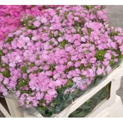 Dianthus Barbatus Italia Pink 50cm "T50"