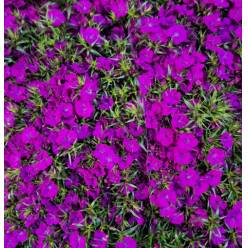 Dianthus Barbatus Italia Am Neon Purple 50cm "T50"