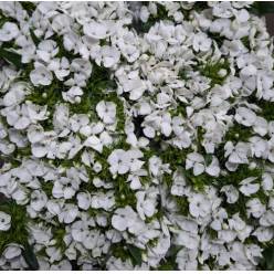 Dianthus Barbatus Italia Duke Breanthus 50cm "T50" Bl.