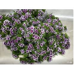Dianthus Barbatus Italia Bic. Morado 50cm "T50"