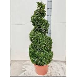 P. Buxu Sempervirens espiral 28/100cm