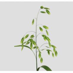 Chasmanthium Latifol Mantis 80cm "T50"