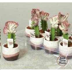 P. Euphorbia Lac Cristata 11/20cm x8 -M.Ceramica-