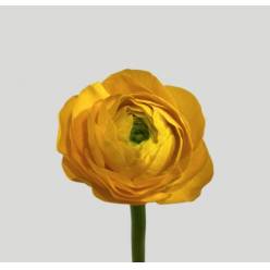 Ranunculos Italia Elegance "SUPER" Amarillo 45cm