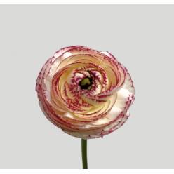 Ranunculos Italia Elegance "SUPER" Cappucicino 45cm