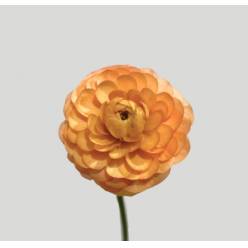 Ranunculos Italia Elegance "SUPER" Salmon 45cm