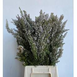 Erika Italia White 50cm 200gr Paq.