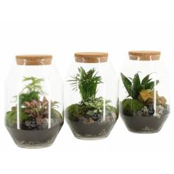 P. Composicin Terrarium -90450- 17/25cm x3