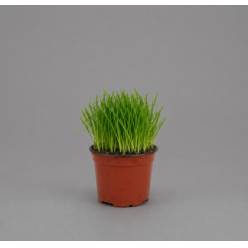 P. Kattengras 12/10cm "CC10"