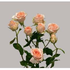 Ramificada Sweet Sara 60cm (7 Dias - 2�)