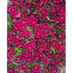 Dianthus Barbatus Italia Neon Cherry 60cm "T50"