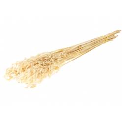 Avena Seca Crema 65cm 90g