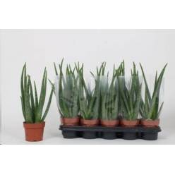P. Aloe Vera 12/35cm "CC10"