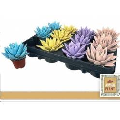 P. Echeveria Miranda Pastel 6/8cm "CC12"