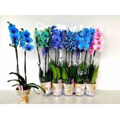 P. Phalaenopsis Ov. Tintada Mixta 12/70cm x10 2T -Joflor-