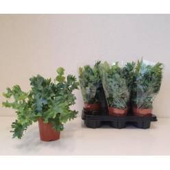 P. Phlebodium Aureum Davana 12/35cm x10