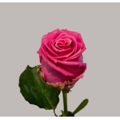 Rosa Hol. Tan Charlotte 60cm B1