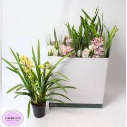 P. Cymbidium Mix 14/75cm x8 3T.