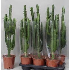 P. Euphorbia Trigona 17/80cm x6