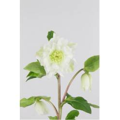 Helleborus Doble Ellen White 40cm (7 Dias - 2�)