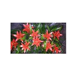 P. Guzmania Allura 12/40cm x10