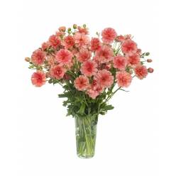 Ranunculos Hol. Butterfly Eris 60cm 50gr