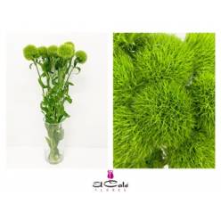 Dianthus Green 65cm "SUPER"