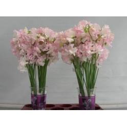 Lathyrus Wi Wedding 40cm "T50"