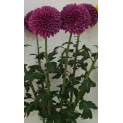 Uniflor Col. Ping Pong Morado