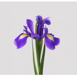 Iris Blue Magic 50cm  (Abierto)