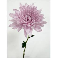Uniflor Col. Yerevan Rosa