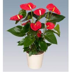 P. Anthurium An Madural 17/60cm x6 6F