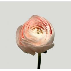 Ranunculos Italia "Cloni Extra" Hanoi 45cm (7 Dias - 2�)