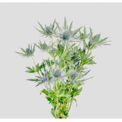 Eryngium Hol. Orion Qstar 50cm (7 Dias - 2�)