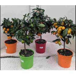 P. Citricos Nac. Mix 19/70cm x4
