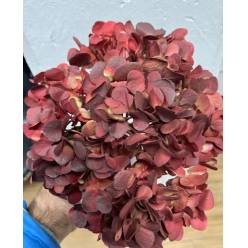Hortensia Premium Antic Burgundy Classic 60cm 17/18