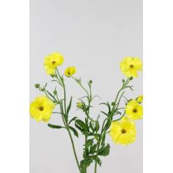 Ranunculos Hol. Butterfly Phytalos 60cm 40gr Am. "T10"